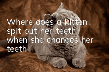 Where does a kitten spit out her teeth when she changes her teeth?