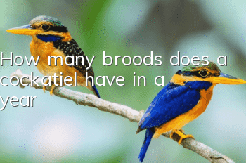 How many broods does a cockatiel have in a year?