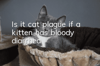 Is it cat plague if a kitten has bloody diarrhea?