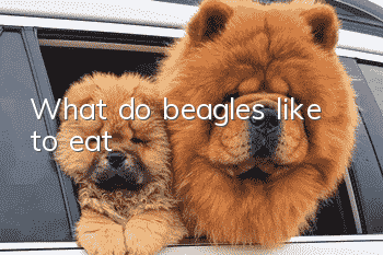What do beagles like to eat?