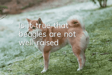 Is it true that beagles are not well-raised?