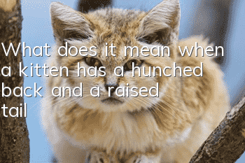 What does it mean when a kitten has a hunched back and a raised tail?