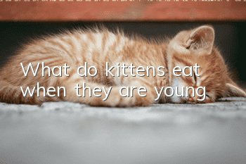 What do kittens eat when they are young?