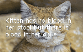 Kitten has no blood in her stool but there is blood in her anus