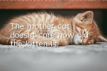 The mother cat doesn’t care how old the kitten is.