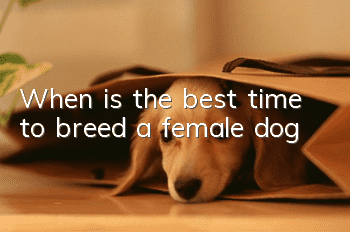 When is the best time to breed a female dog?