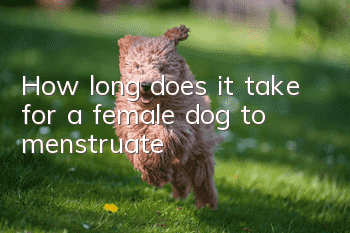 How long does it take for a female dog to menstruate?