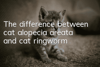 The difference between cat alopecia areata and cat ringworm