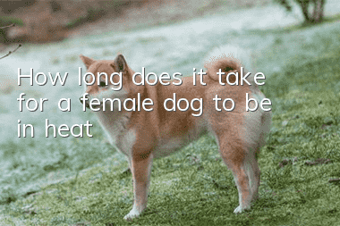 How long does it take for a female dog to be in heat?
