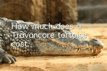 How much does a Travancore tortoise cost?