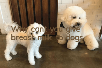 Why can’t you give breast milk to dogs?