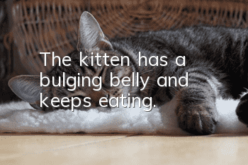 The kitten has a bulging belly and keeps eating.