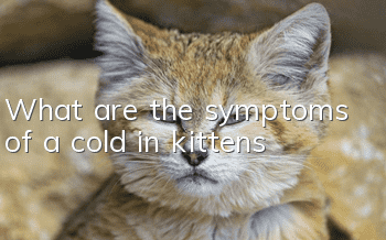 What are the symptoms of a cold in kittens?