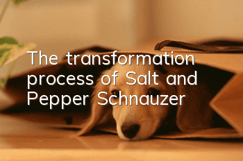 The transformation process of Salt and Pepper Schnauzer