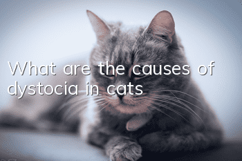 What are the causes of dystocia in cats?