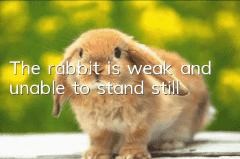 The rabbit is weak and unable to stand still