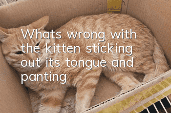 What's wrong with the kitten sticking out its tongue and panting?