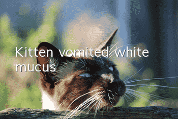 Kitten vomited white mucus