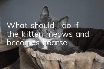 What should I do if the kitten meows and becomes hoarse?