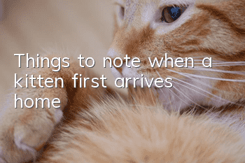 Things to note when a kitten first arrives home