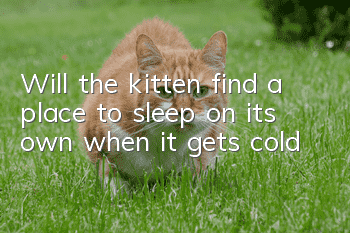 Will the kitten find a place to sleep on its own when it gets cold?