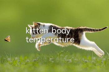 kitten body temperature