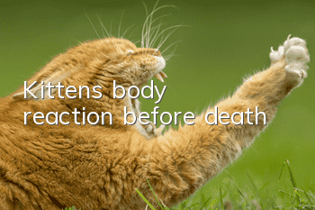 Kitten's body reaction before death