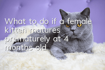 What to do if a female kitten matures prematurely at 4 months old