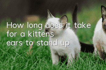 How long does it take for a kitten's ears to stand up?