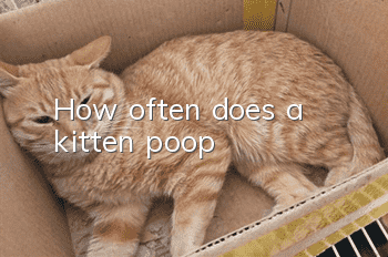 How often does a kitten poop?