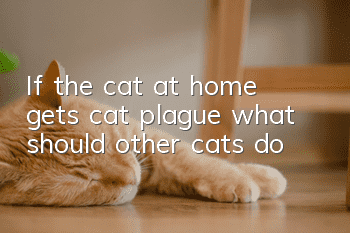 If the cat at home gets cat plague, what should other cats do?