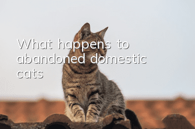 What happens to abandoned domestic cats