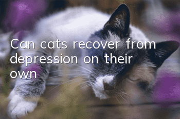Can cats recover from depression on their own?