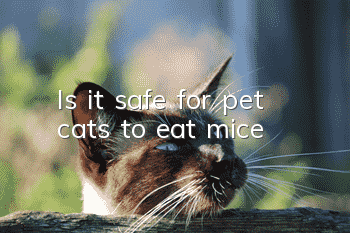 Is it safe for pet cats to eat mice?