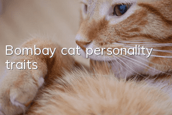Bombay cat personality traits
