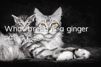 What breed is a ginger cat?
