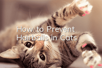 How to Prevent Hairballs in Cats