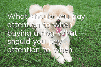 What should you pay attention to when buying a dog? What should you pay attention to when buying a dog?