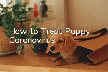 How to Treat Puppy Coronavirus