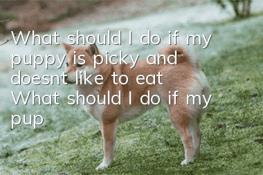 What should I do if my puppy is picky and doesn’t like to eat? What should I do if my puppy is picky and doesn’t like to eat?