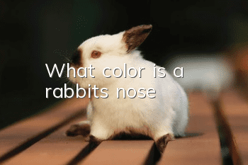 What color is a rabbit's nose?