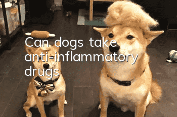 Can dogs take anti-inflammatory drugs?