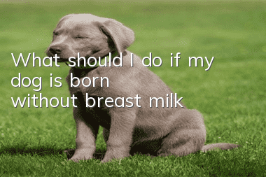 What should I do if my dog is born without breast milk?