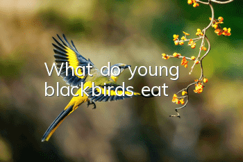 What do young blackbirds eat?