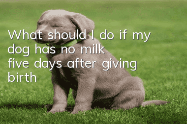 What should I do if my dog ​​has no milk five days after giving birth?