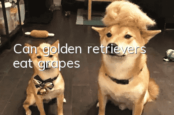 Can golden retrievers eat grapes?