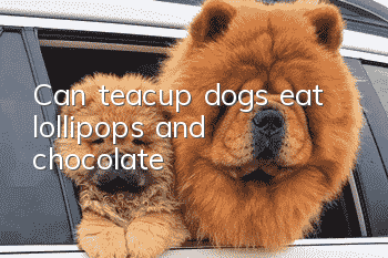 Can teacup dogs eat lollipops and chocolate?