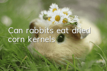 Can rabbits eat dried corn kernels?
