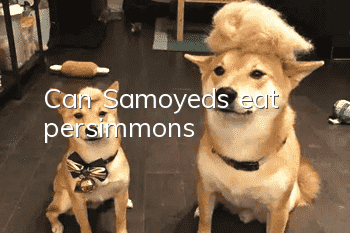 Can Samoyeds eat persimmons?