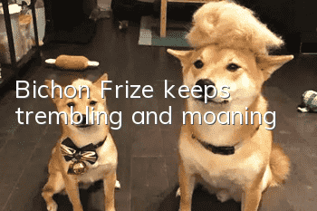 Bichon Frize keeps trembling and moaning